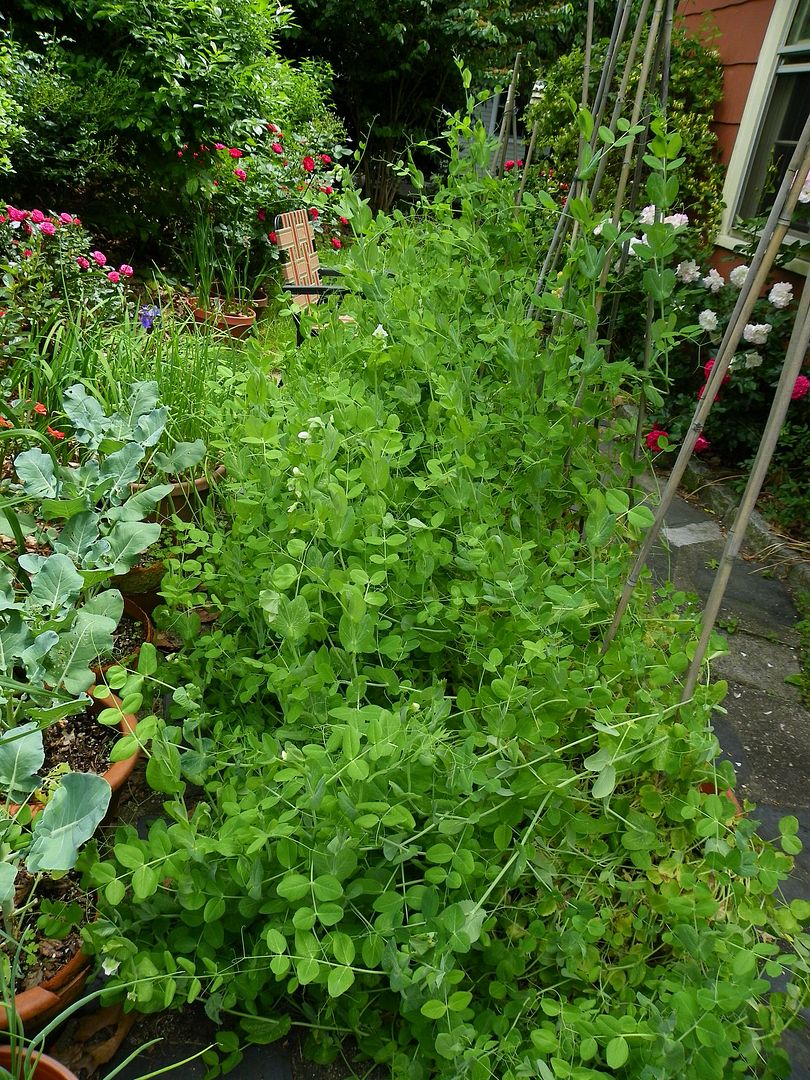  photo peas3_zps585a9ca1.jpg